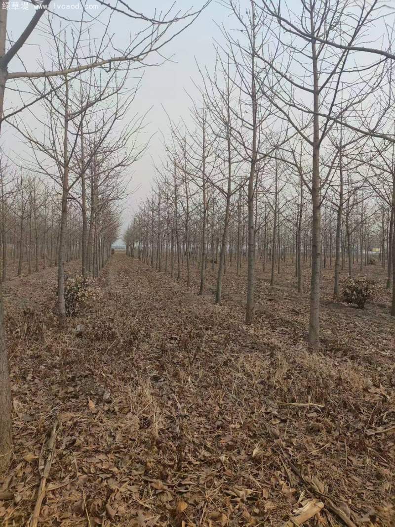 銀杏樹(shù) 銀杏樹(shù)