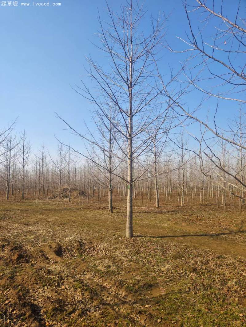 銀杏樹(shù) 銀杏樹(shù)