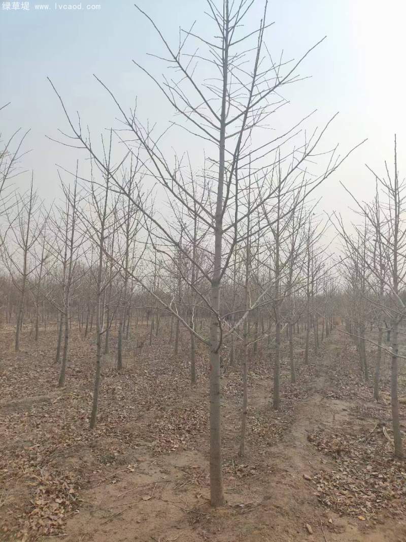 銀杏樹(shù) 銀杏樹(shù)