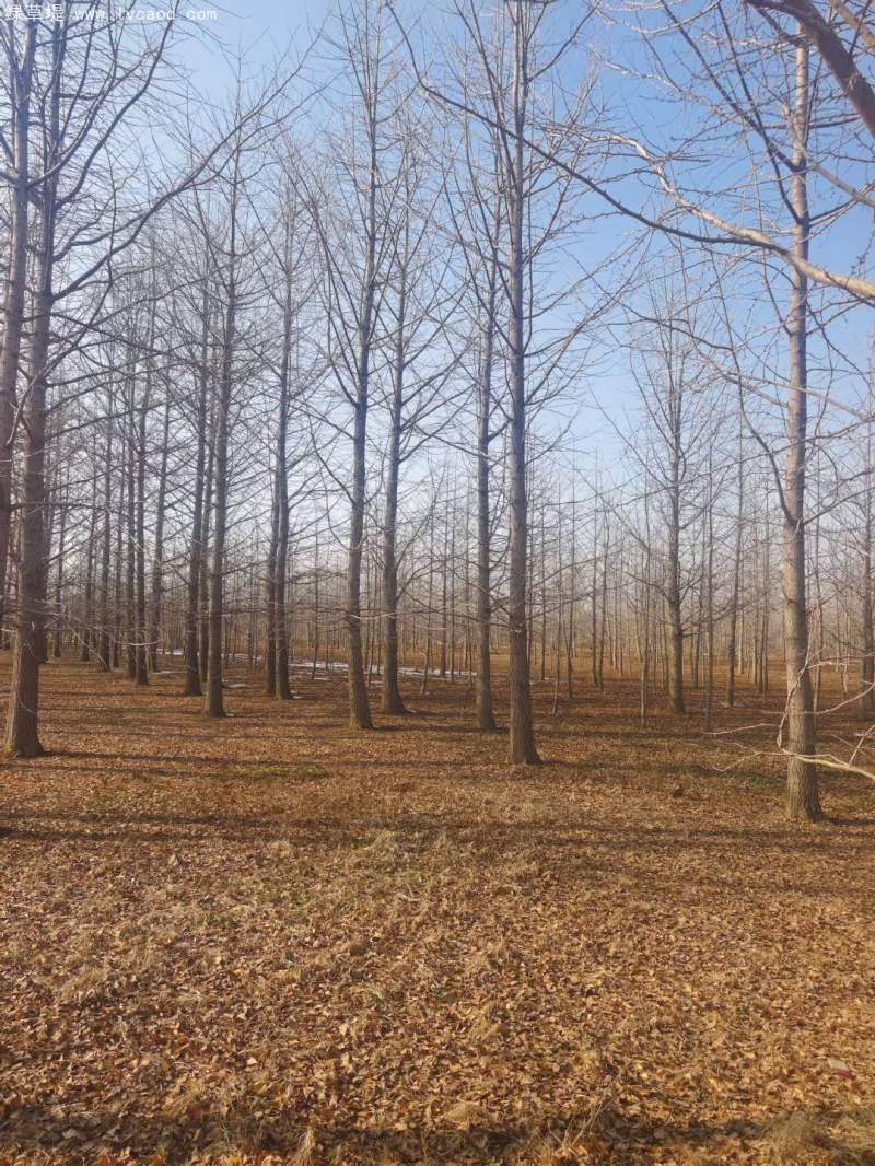 銀杏樹(shù) 銀杏樹(shù)