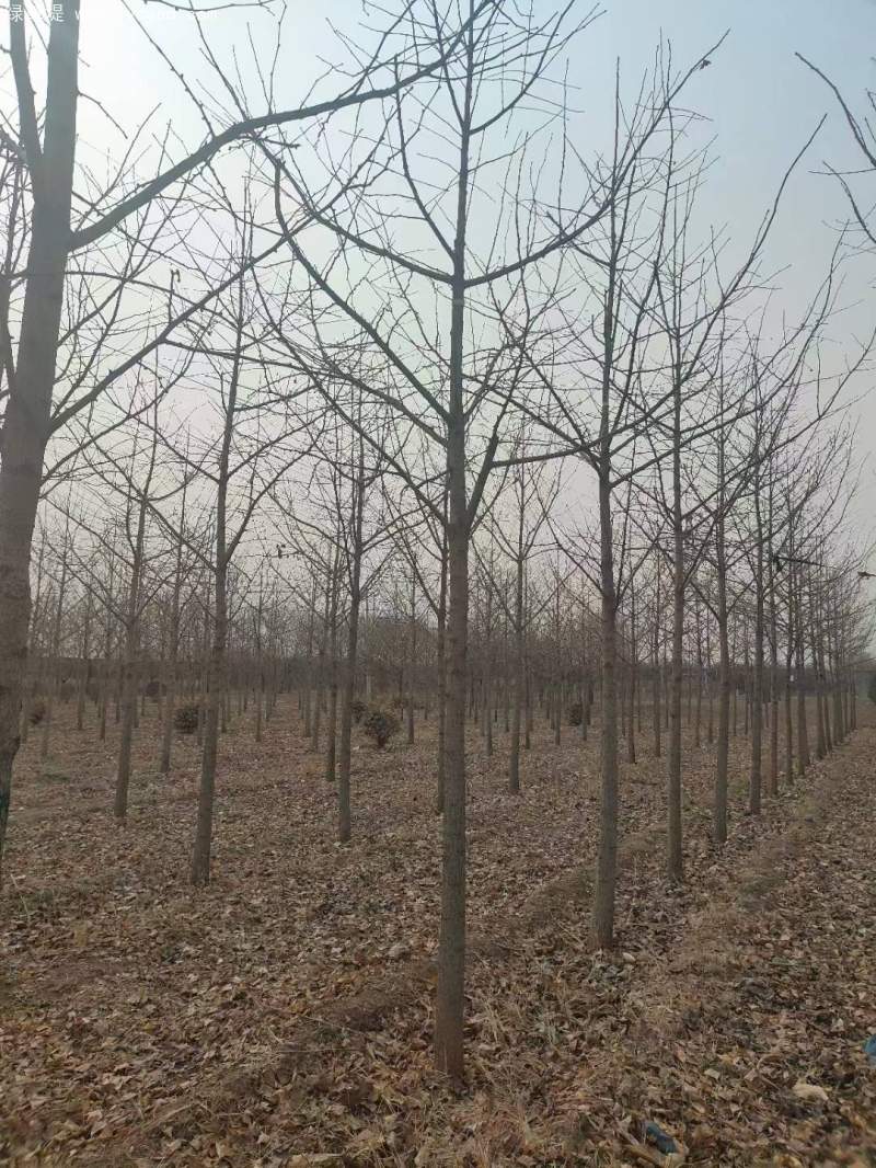 銀杏樹(shù) 銀杏樹(shù)