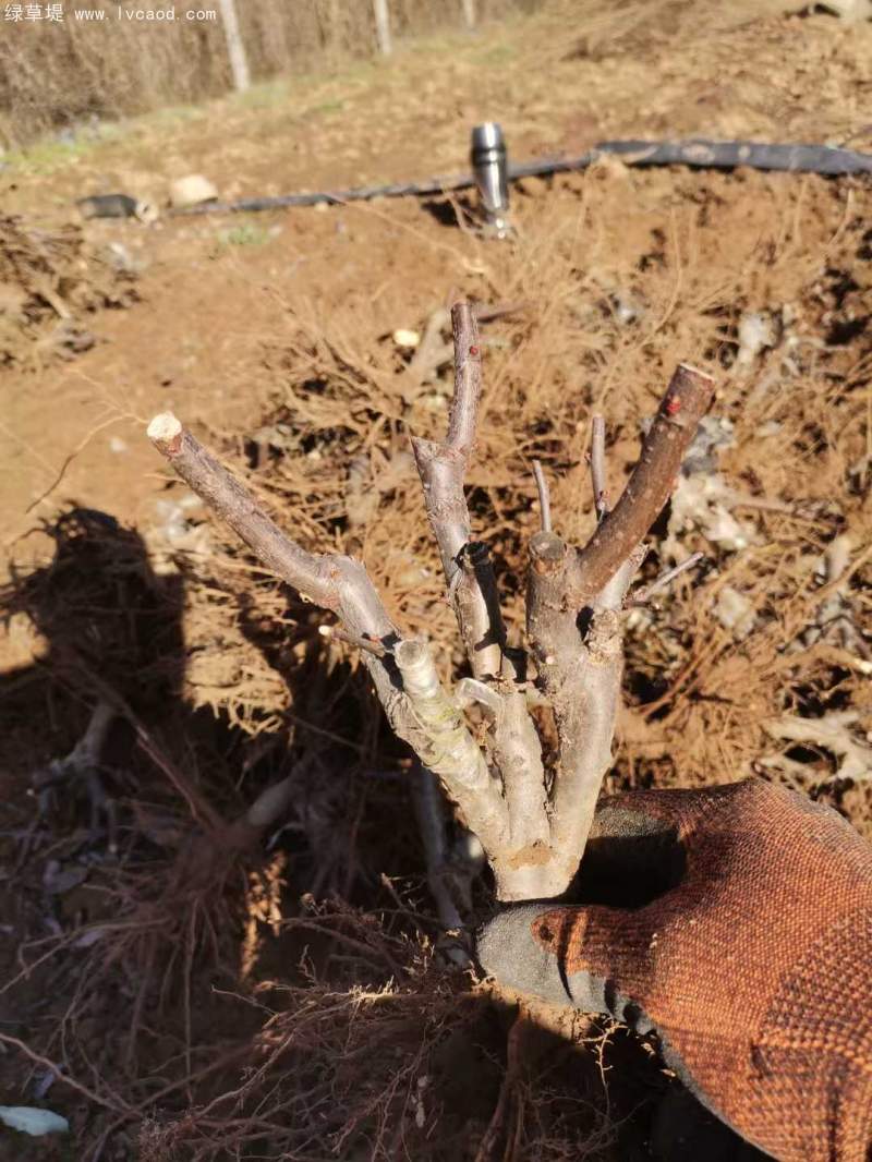 貼梗海棠根苗 貼梗海棠根苗