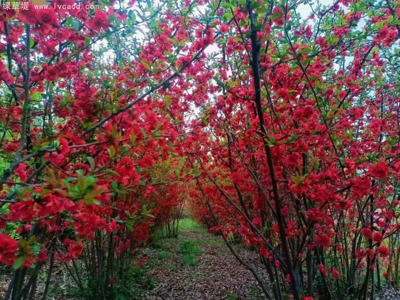 貼梗海棠花朵樹葉 貼梗海棠花朵樹葉