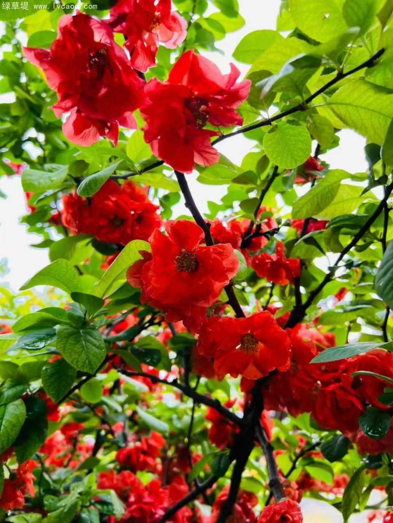 貼梗海棠花朵樹葉 貼梗海棠花朵樹葉