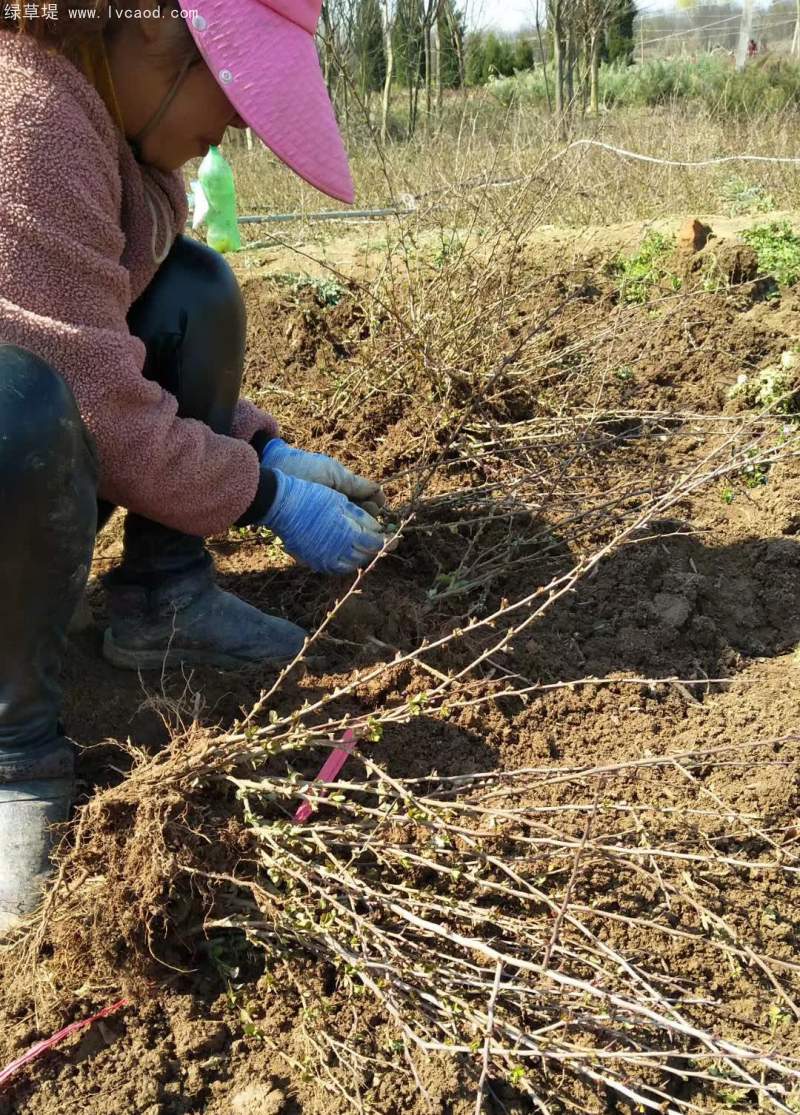 一年生貼梗海棠苗 一年生貼梗海棠苗