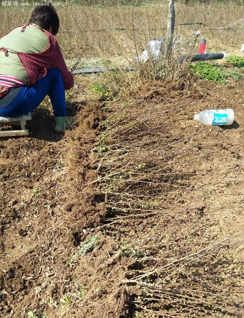 一年生貼梗海棠苗 一年生貼梗海棠苗