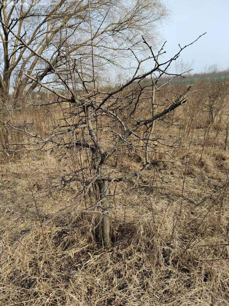 單桿貼梗海棠 單桿貼梗海棠