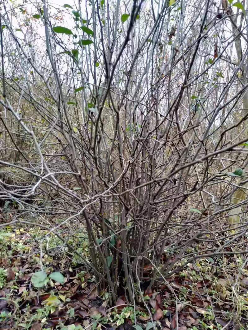 叢生貼梗海棠 叢生貼梗海棠