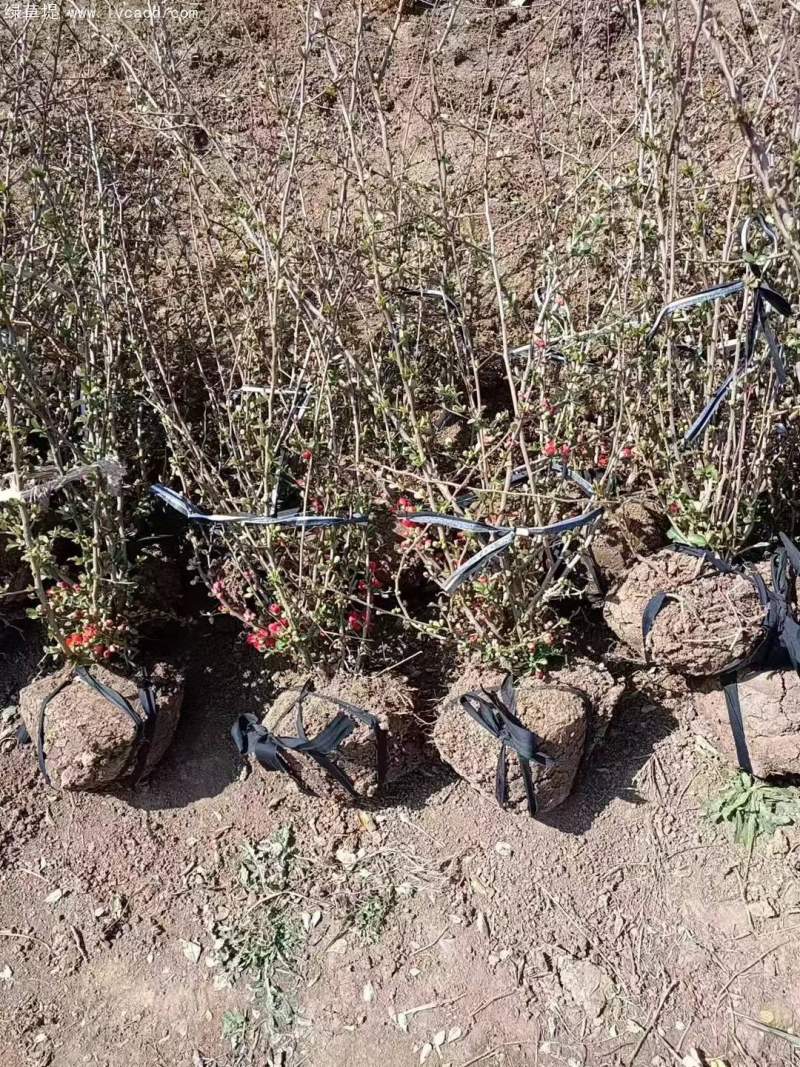 叢生貼梗海棠 叢生貼梗海棠