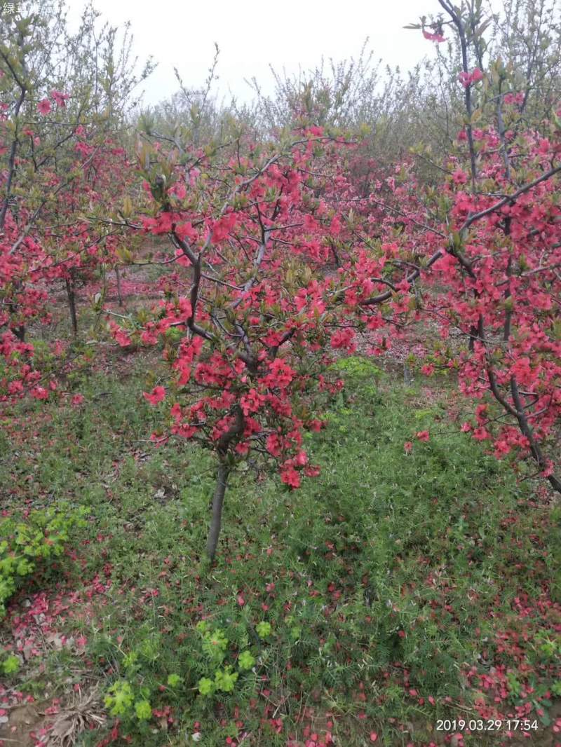 單桿貼梗海棠 單桿貼梗海棠