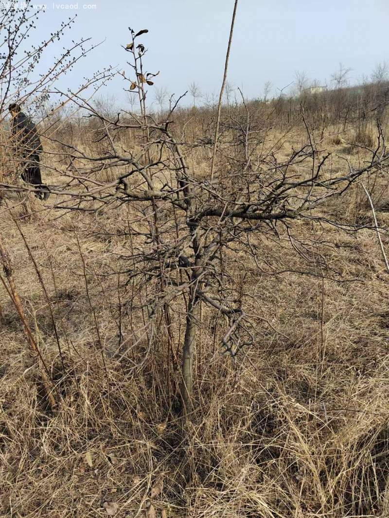 單桿貼梗海棠 單桿貼梗海棠