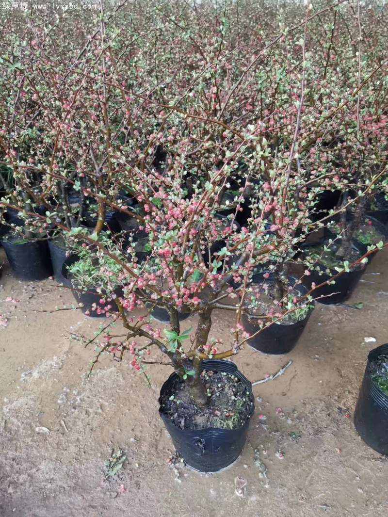盆栽貼梗海棠 盆栽貼梗海棠