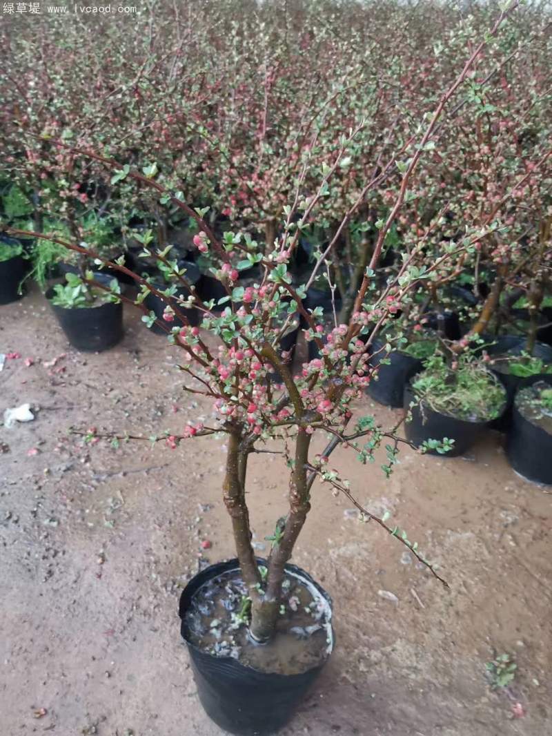 盆栽貼梗海棠 盆栽貼梗海棠