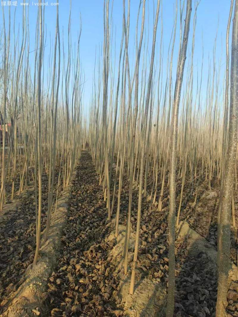 造林樹木品種種類