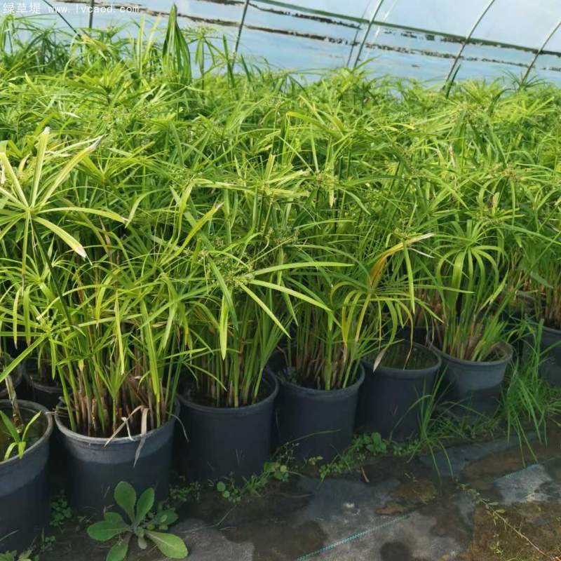 水竹杯苗盆栽
