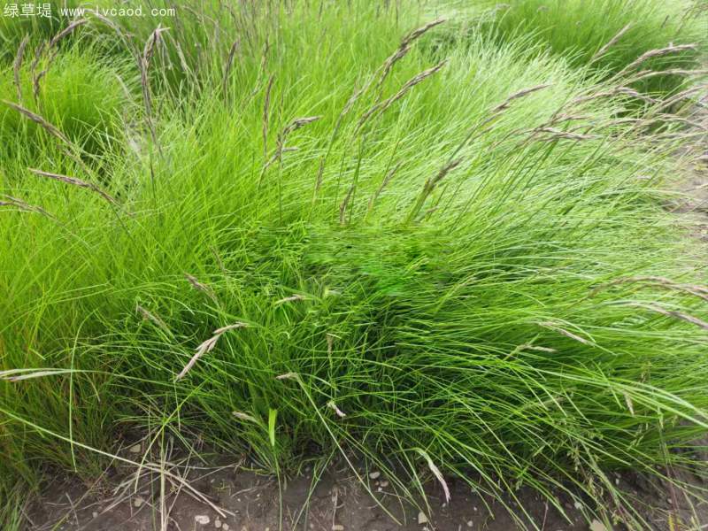 紫羊茅 紫羊茅
