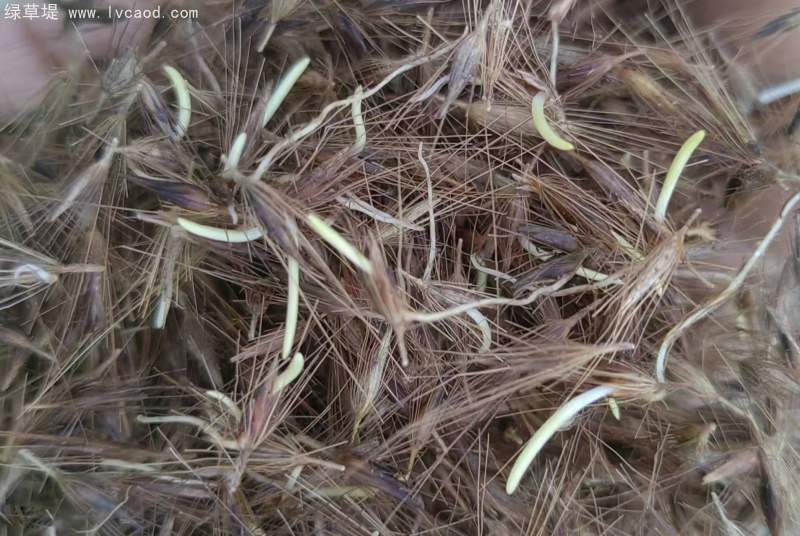 羽絨狼尾草種子