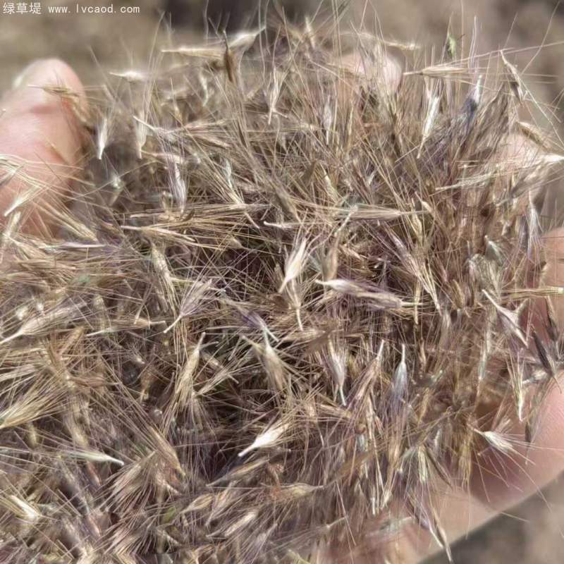 羽絨狼尾草種子