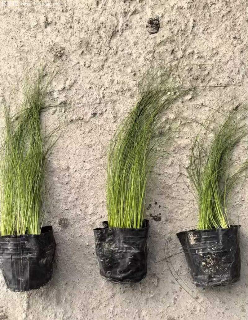 羽絨狼尾草盆栽杯苗
