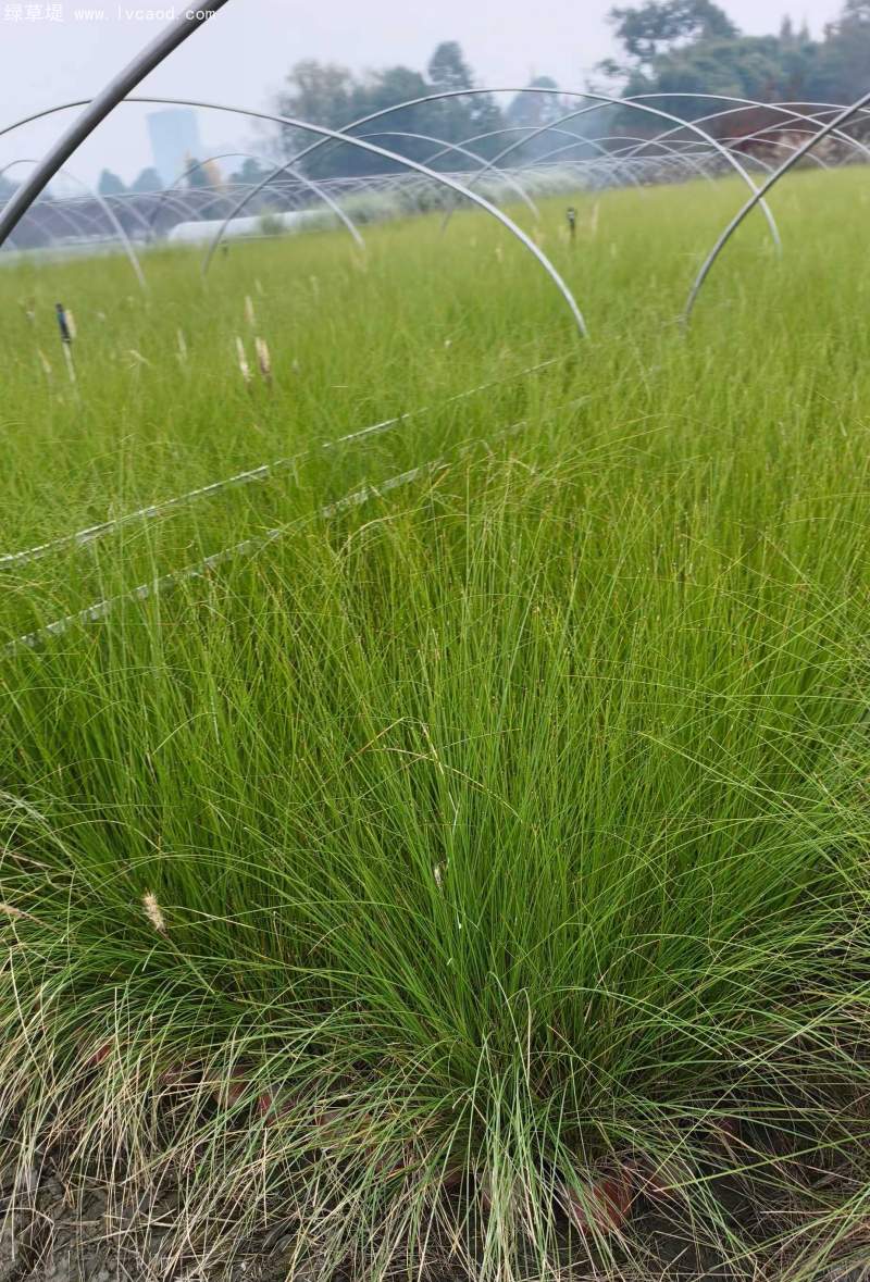 羽絨狼尾草盆栽杯苗