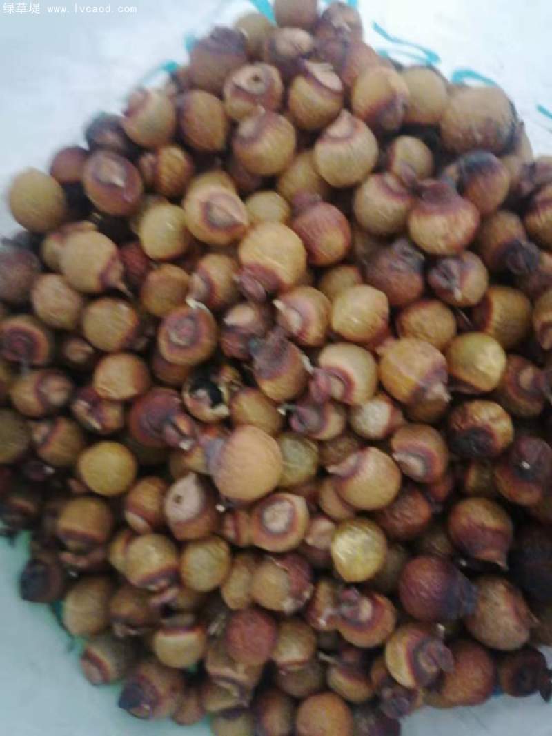 無患子種子 無患子種子