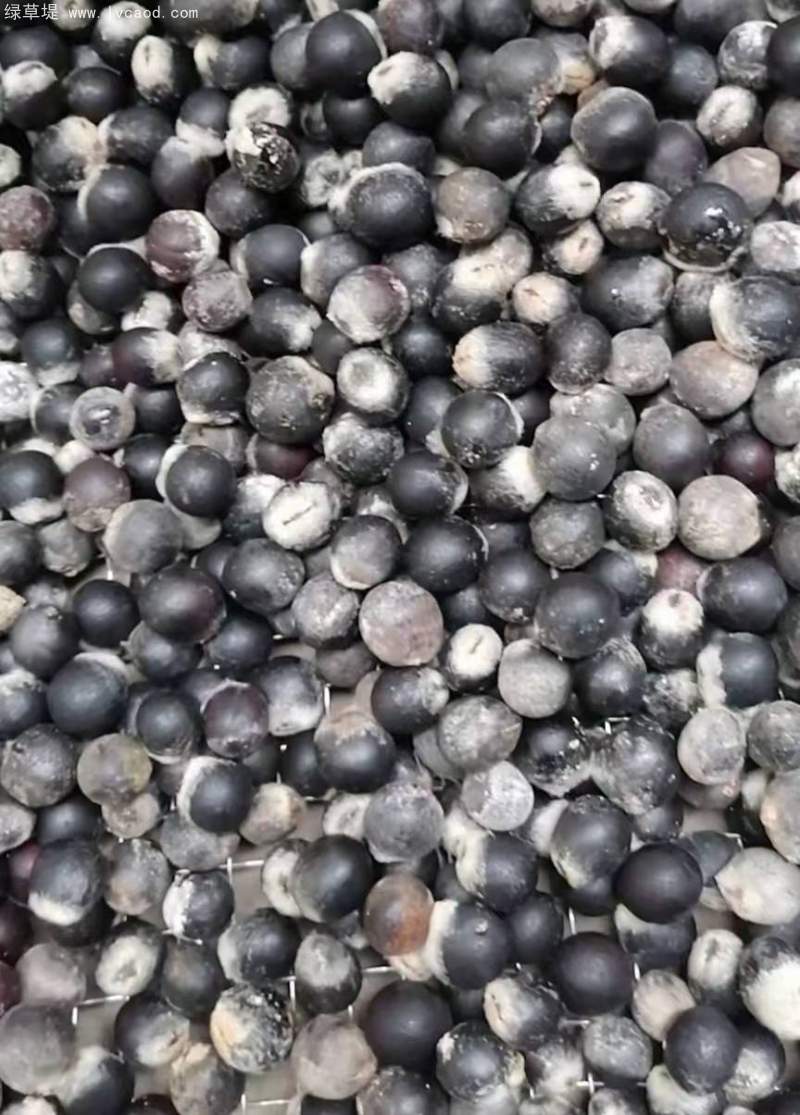 無患子種子 無患子種子