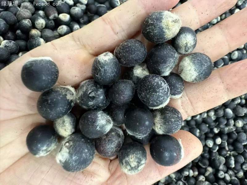 無患子種子 無患子種子