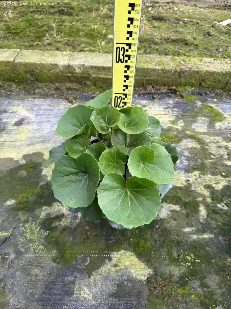 大吳鳳草盆栽杯苗 大吳鳳草盆栽杯苗