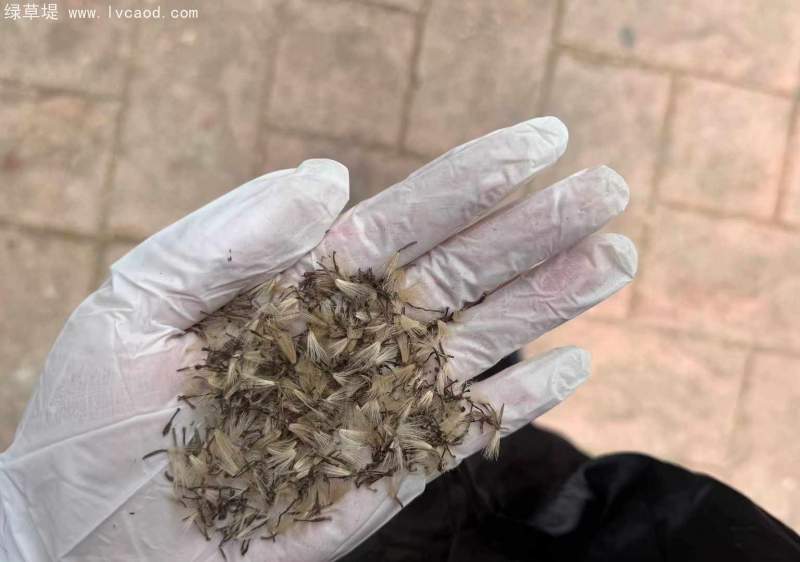 大吳鳳草種子 大吳鳳草種子