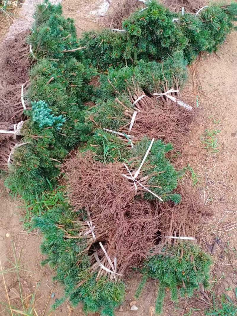 五針?biāo)擅缧∶?/></p><p style=