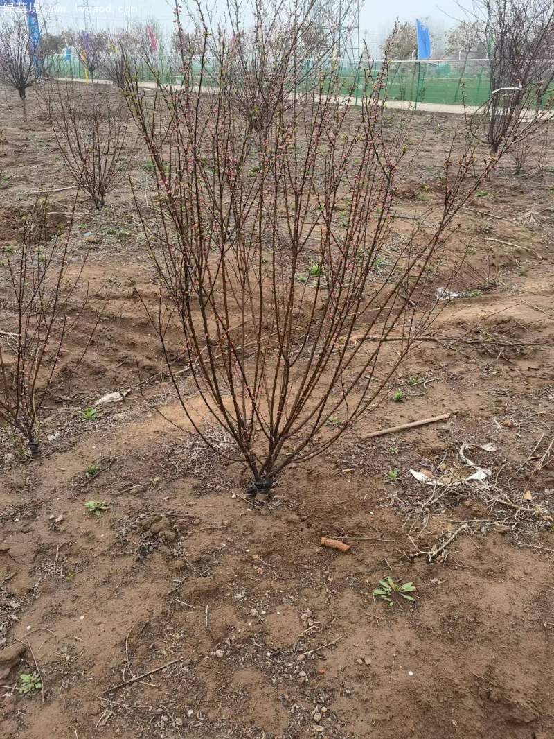 叢生榆葉梅春天開花花朵