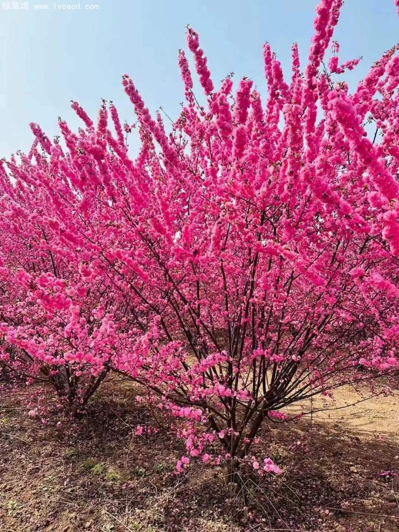 叢生榆葉梅春天開花花朵