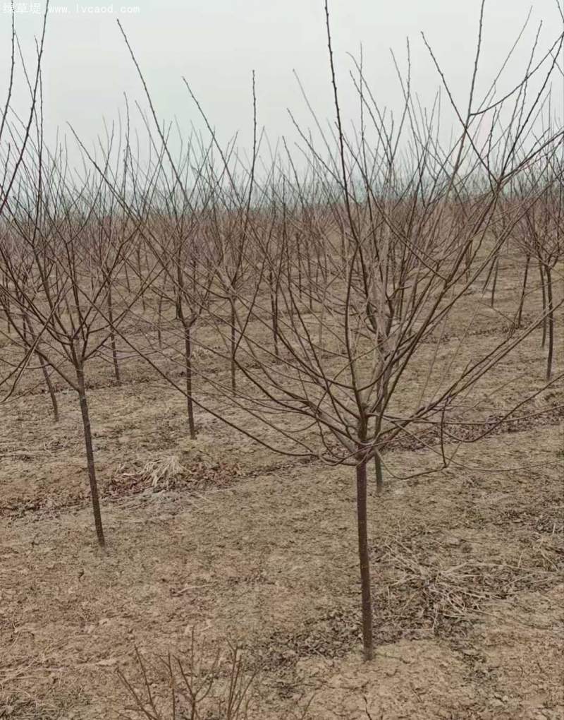 單桿榆葉梅樹苗