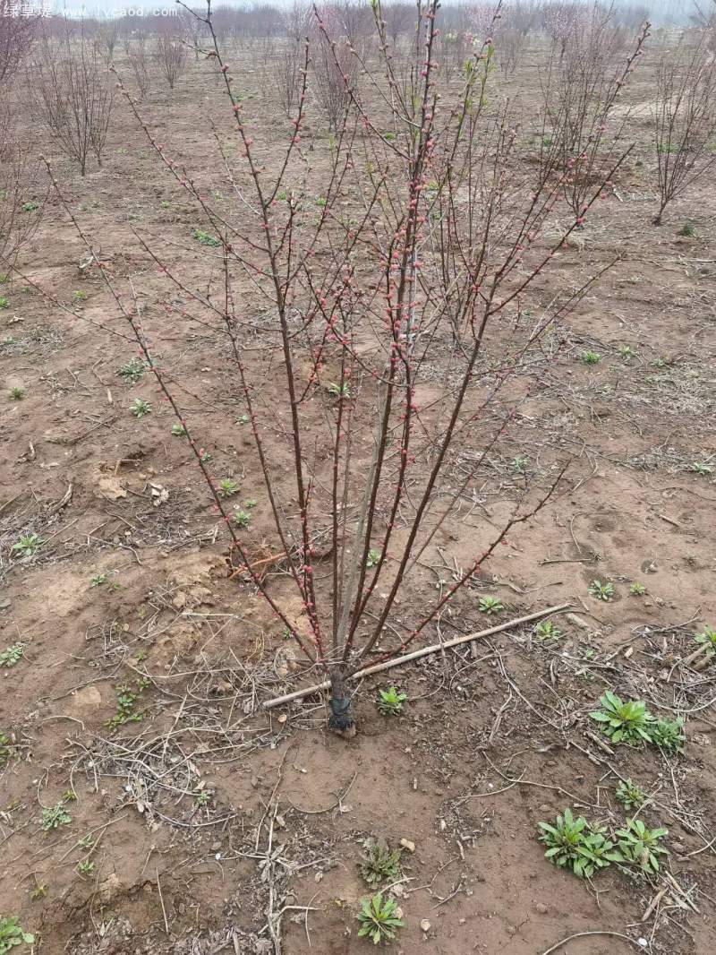 叢生榆葉梅春天開花花朵