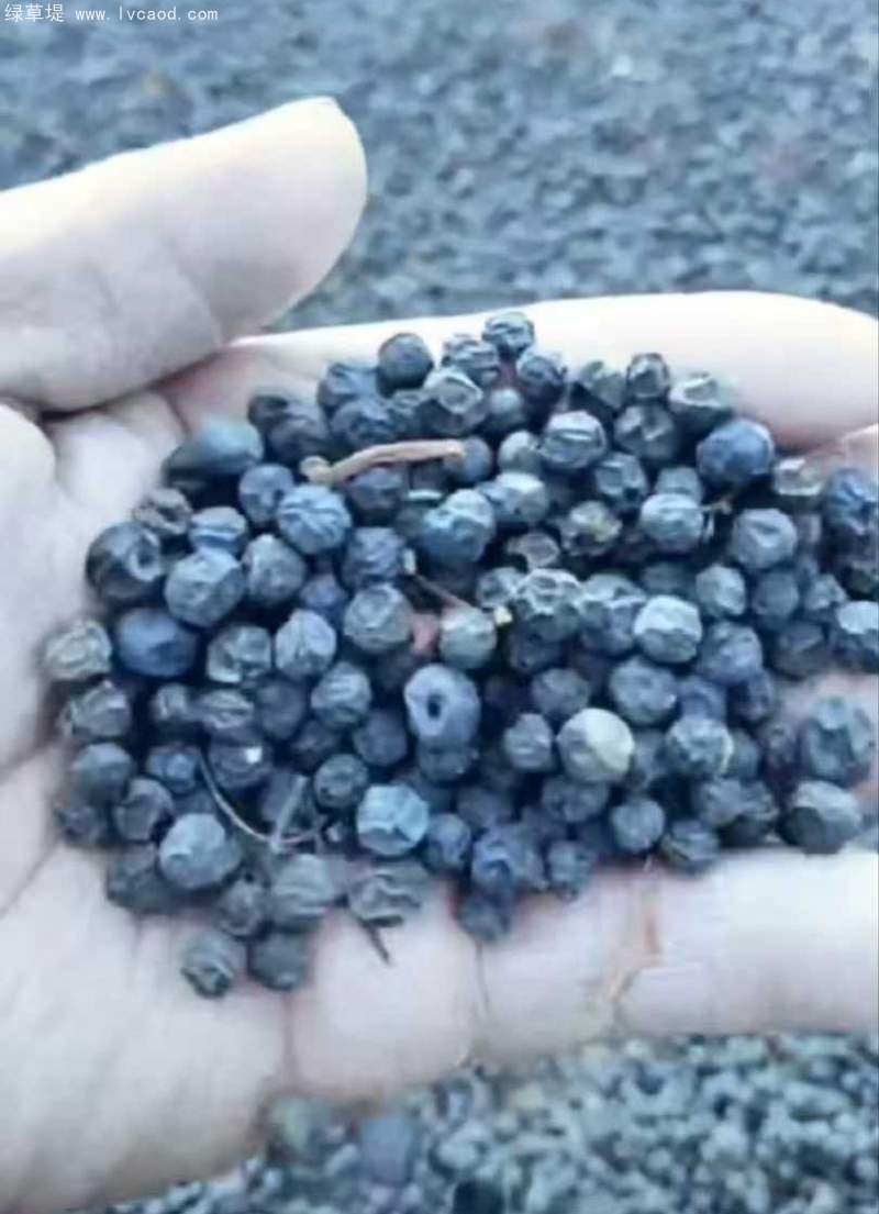 種子爬山虎 種子爬山虎