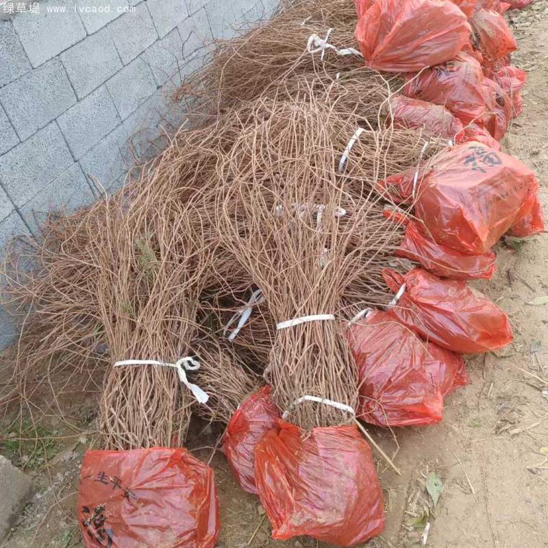 爬山虎苗 爬山虎苗