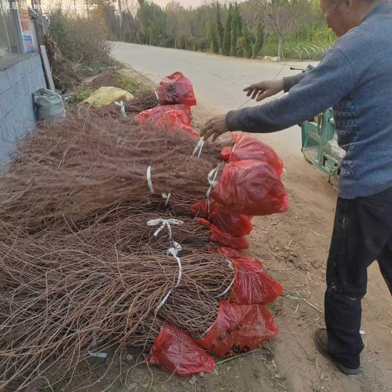 爬山虎苗 爬山虎苗