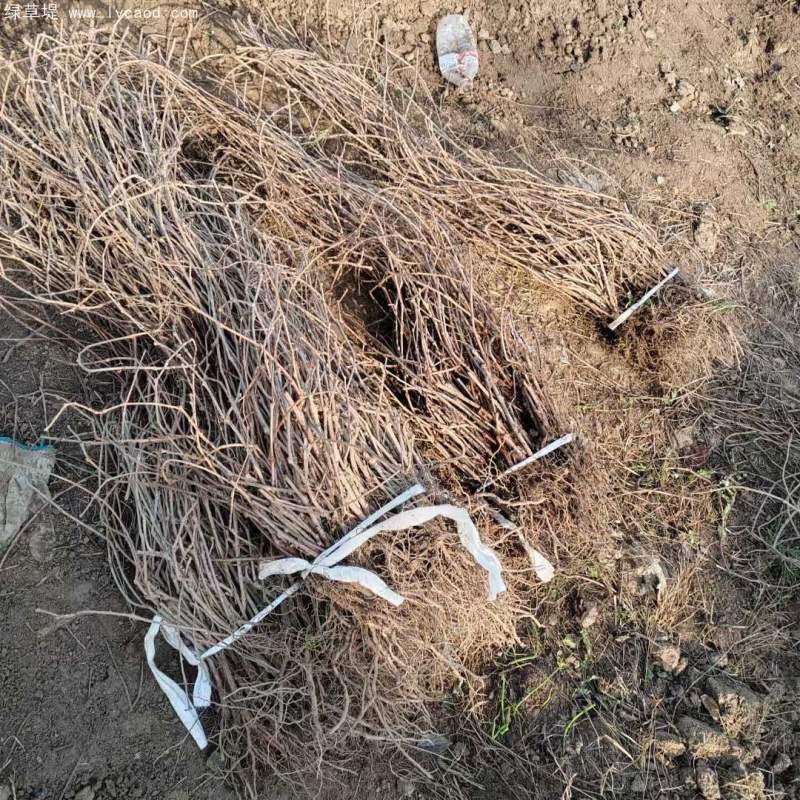 爬山虎苗 爬山虎苗