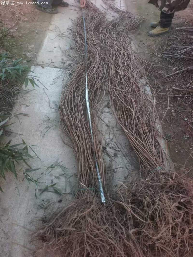 爬山虎苗 爬山虎苗