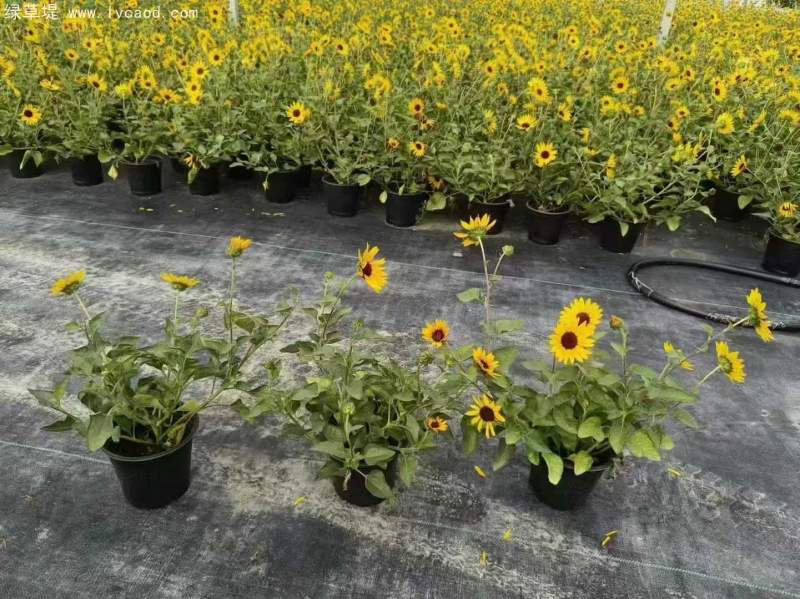 向日葵盆栽杯苗