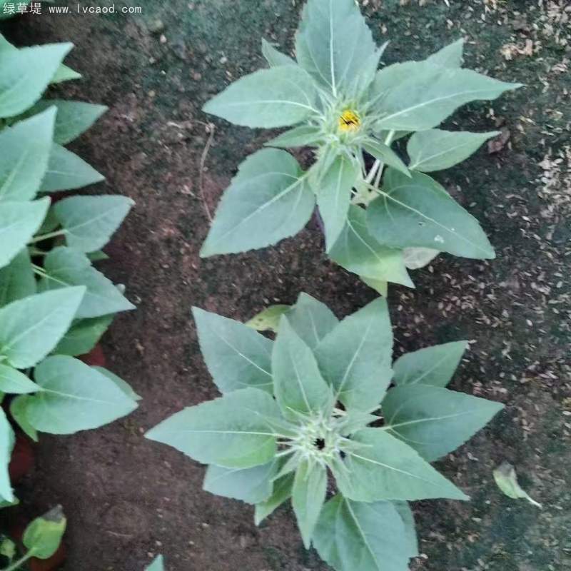 向日葵盆栽杯苗