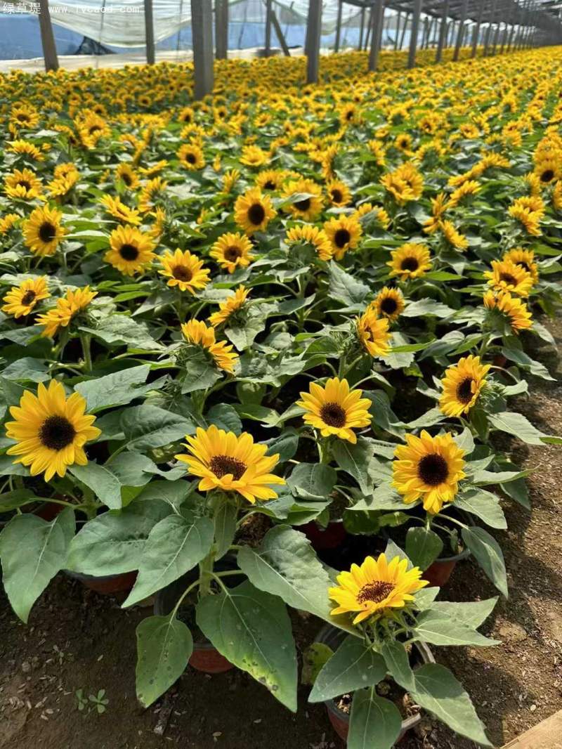 向日葵盆栽杯苗