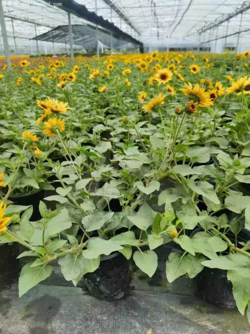 向日葵盆栽杯苗