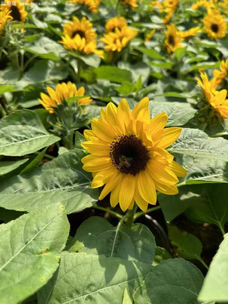 向日葵盆栽杯苗