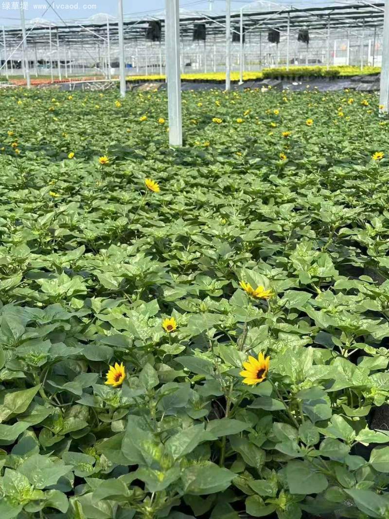 向日葵盆栽杯苗