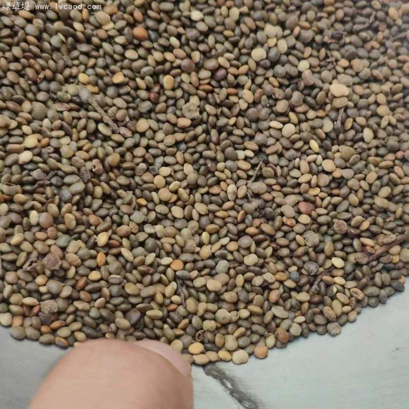 鹽膚木種子 鹽膚木種子