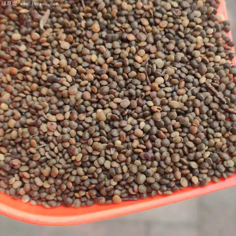 鹽膚木種子 鹽膚木種子