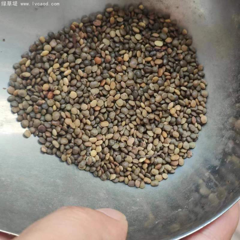 鹽膚木種子 鹽膚木種子