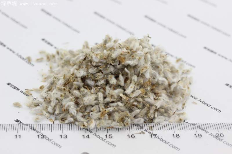 永生菊種子 永生菊種子