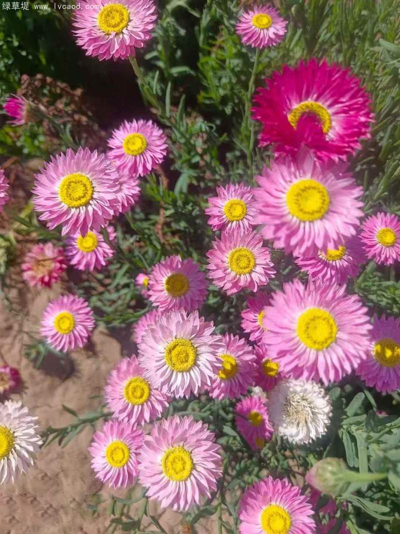 永生菊種子 永生菊種子